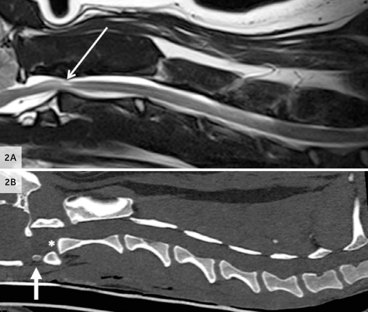 Lumbry Park Veterinary Specialists MRI scans