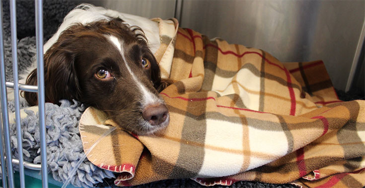 Roxie, an English Springer Spaniel